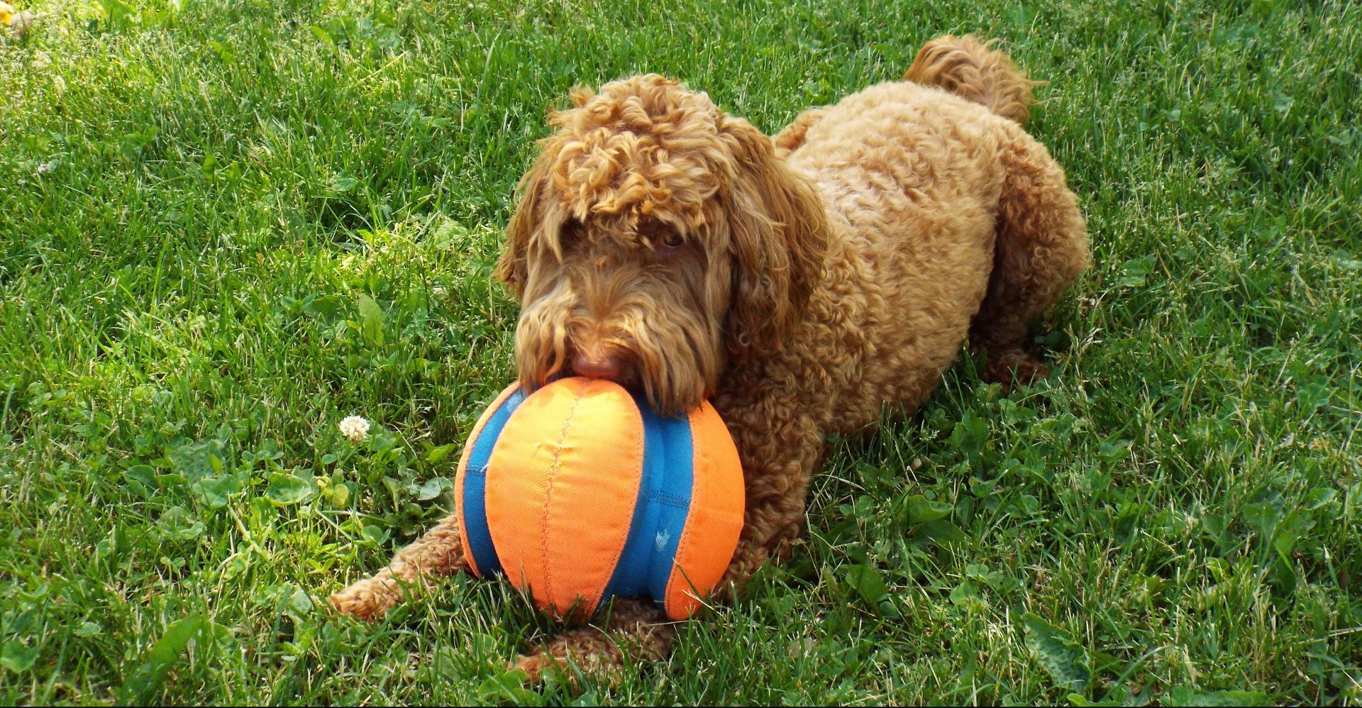 Pet sitting photo 05